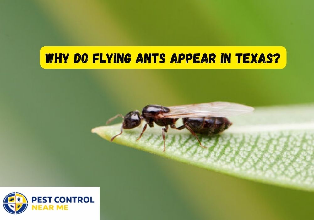 Why Do Flying Ants Appear in Texas - Pest Control Near Me