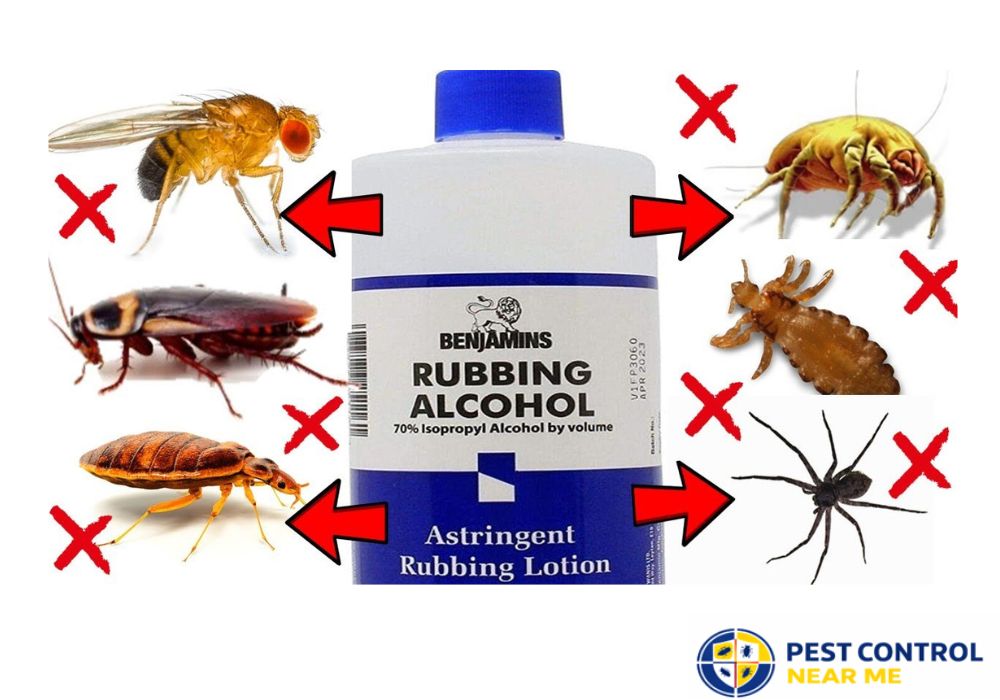 Best Way to Use Rubbing Alcohol for Ants in Texas - Pest Control Near Me Grand Prairie, TX | Pest Control Near Me in Texas