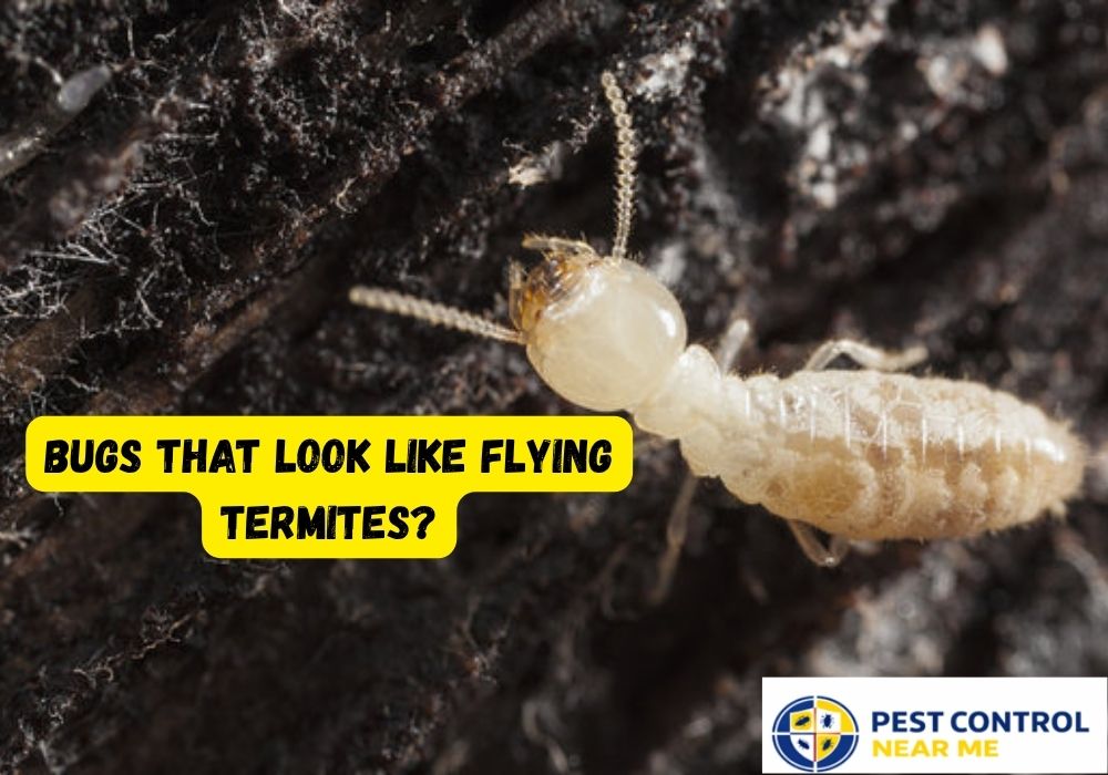 Bugs That Look Like Flying Termites? How to Identify & Get Rid of Them in 2026