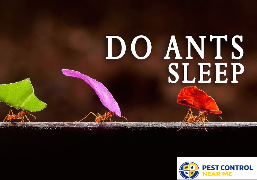 Do Ants Sleep? 2026 Surprising Facts About Ants - Pest Control Near Me