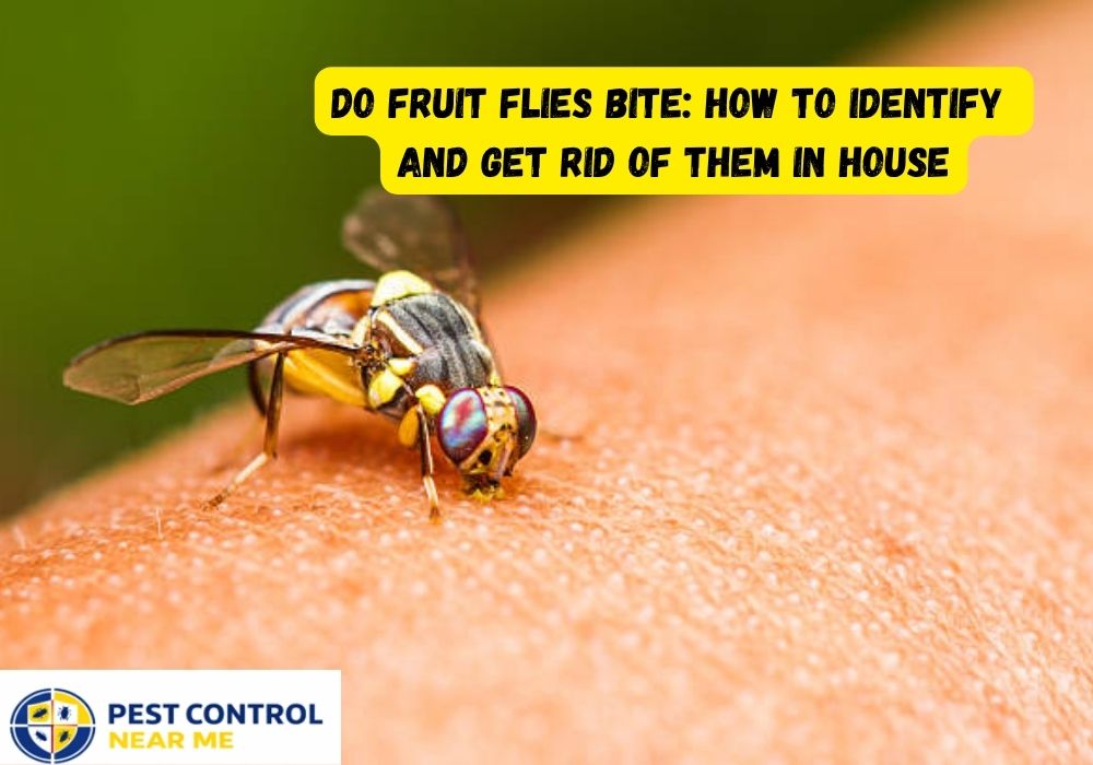 Do Fruit Flies Bite: How to Identify and Get Rid of Them in House