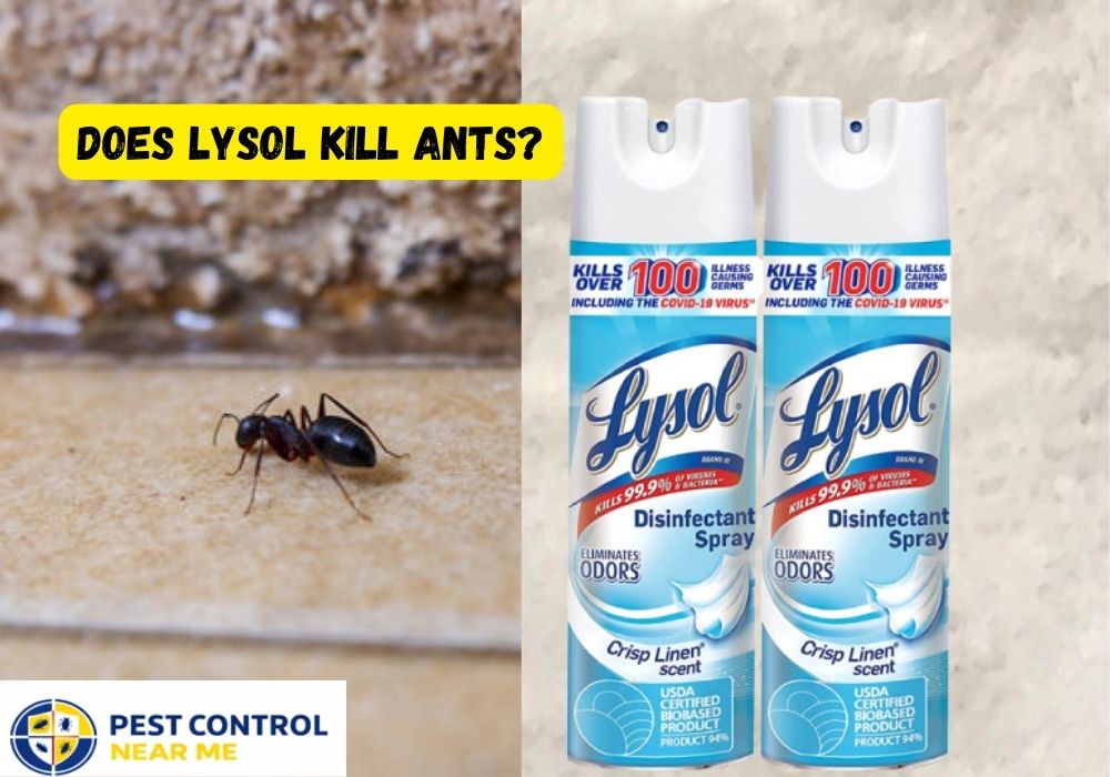 Does Lysol Kill Ants Inside & Outside House? Everything You Need to Know in 2026