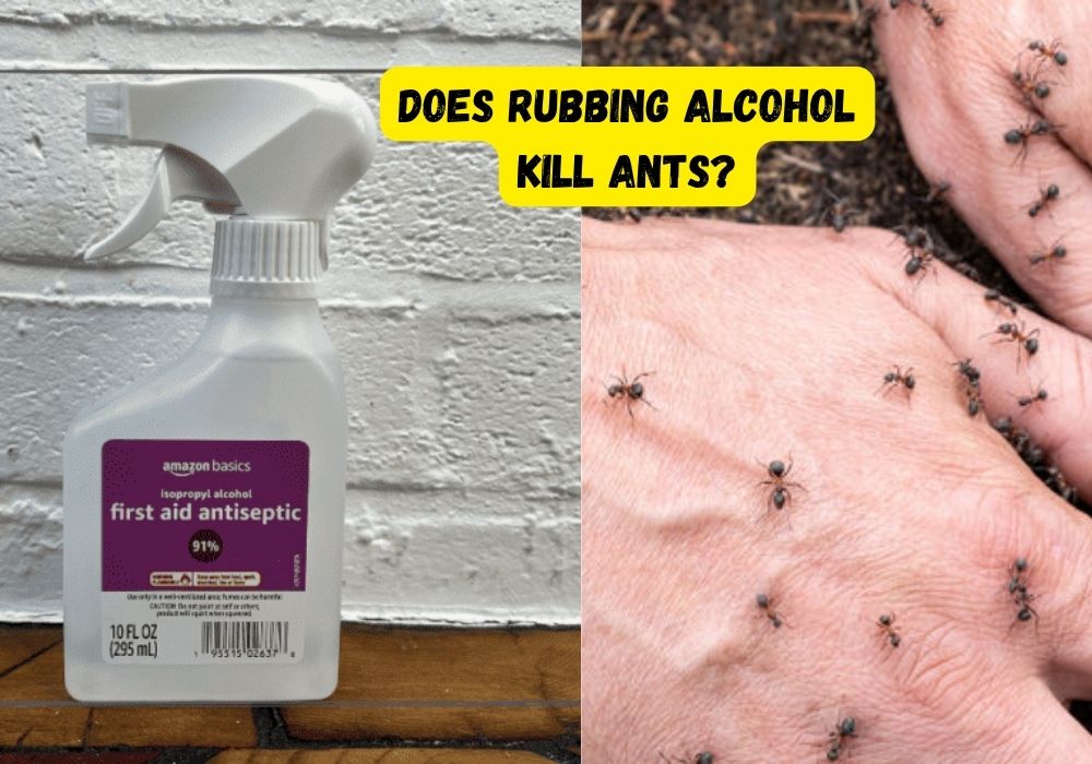 Does Rubbing Alcohol Kill Ants?