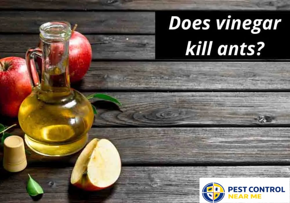 Does Vinegar Kill Ants in Texas Houses - Grand Prairie, Ants Control | Pest Control Near Me Grand Prairie, TX