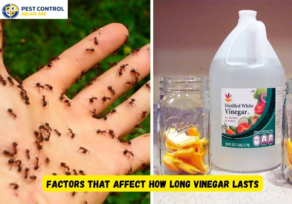 Factors That Affect How Long Vinegar Lasts - Pest Control Near Me