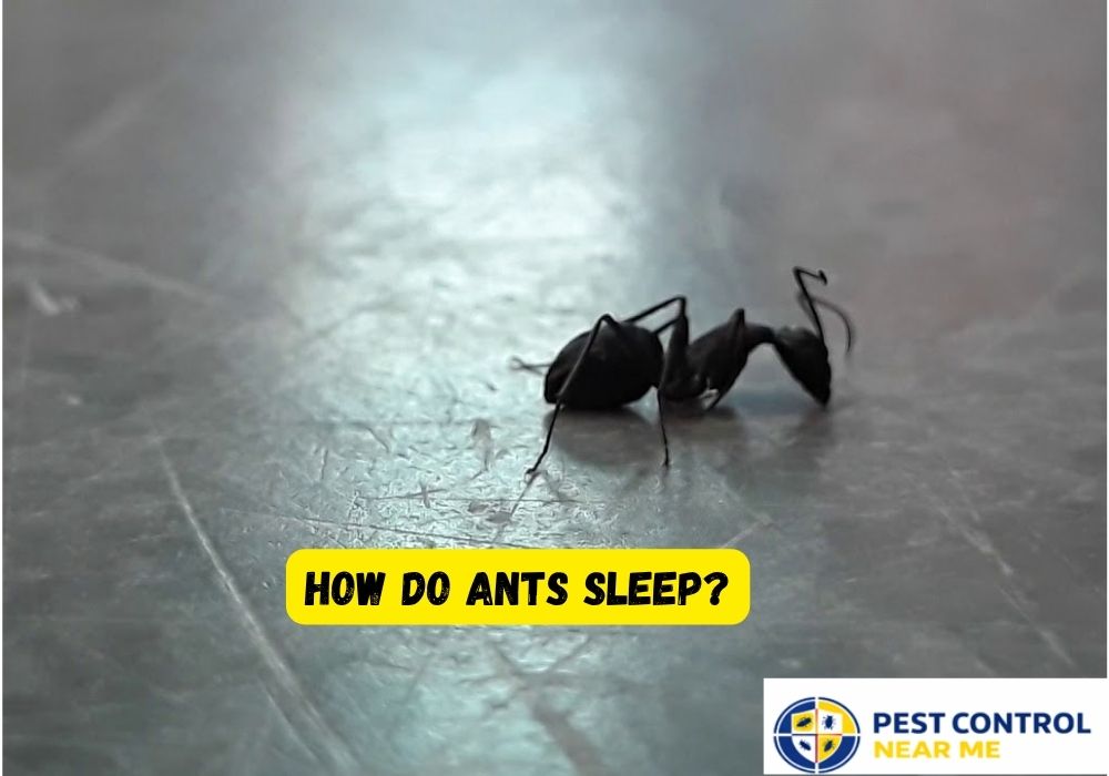 How Do Ants Sleep? Texas Ants Control - Pest Control Near Me