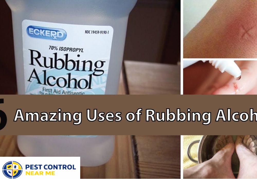 How Does Rubbing Alcohol Kill Ants - Pest Control Near Me Grand Prairie, TX | Pest Control Near Me in Texas