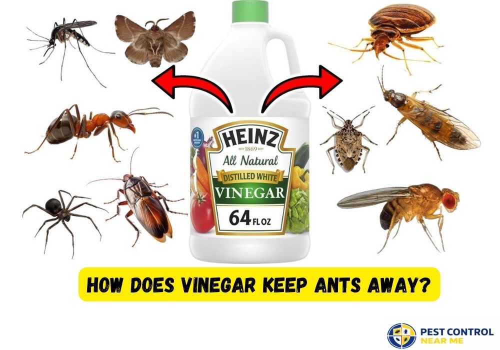 How Does Vinegar Keep Ants Away? - Pest Control Near Me