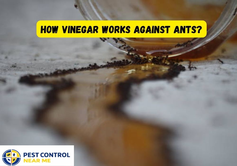 How Vinegar Works Against Ants - Grand Prairie, Ants Control | Pest Control Near Me Grand Prairie, TX