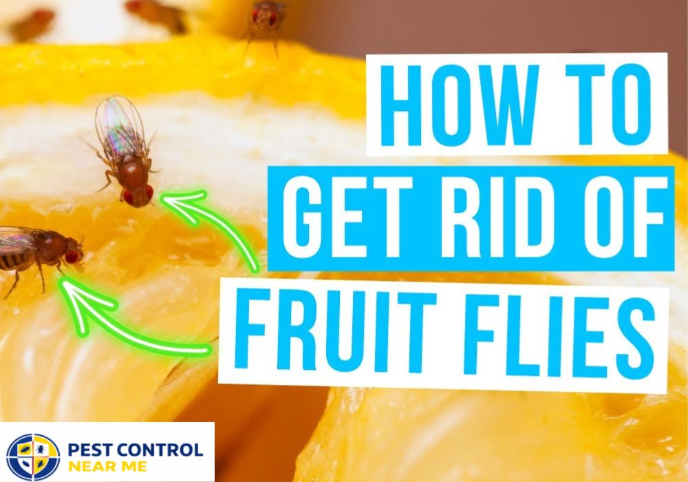 How to Get Rid of Fruit Flies in Texas House? Grand Prairie, Fruit Flies Control | Pest Control Near Me Grand Prairie, TX
