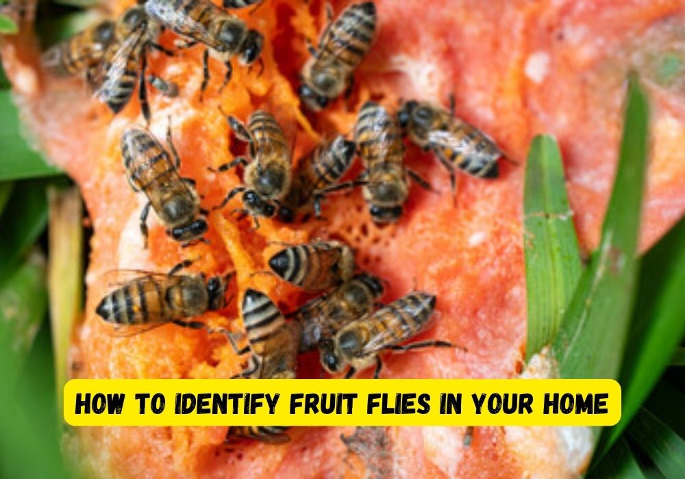 How to Identify Fruit Flies in Your Home? Grand Prairie, Fruit Flies Control | Pest Control Near Me Grand Prairie, TX