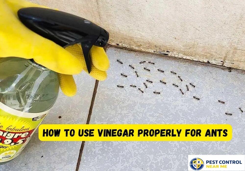 How to Use Vinegar Properly for Ants - Pest Control Near Me