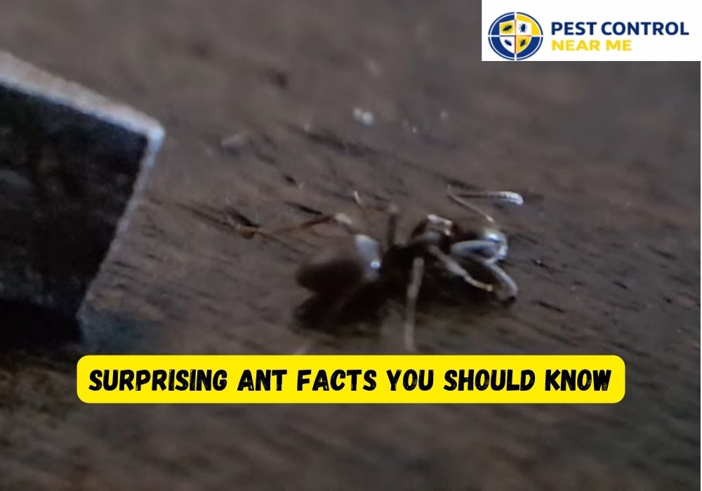 Surprising Ant Facts You Should Know | Texas Ants Control - Pest Control Near Me