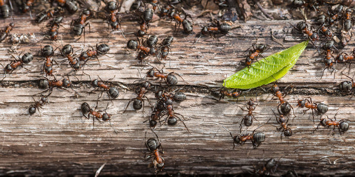 Texas Wood Ants | Grand Prairie, TX Wood Ants | Wood Ants Expert in Grand Prairie, TX