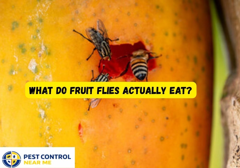 What Do Fruit Flies Actually Eat? Grand Prairie, Fruit Flies Control | Pest Control Near Me Grand Prairie, TX