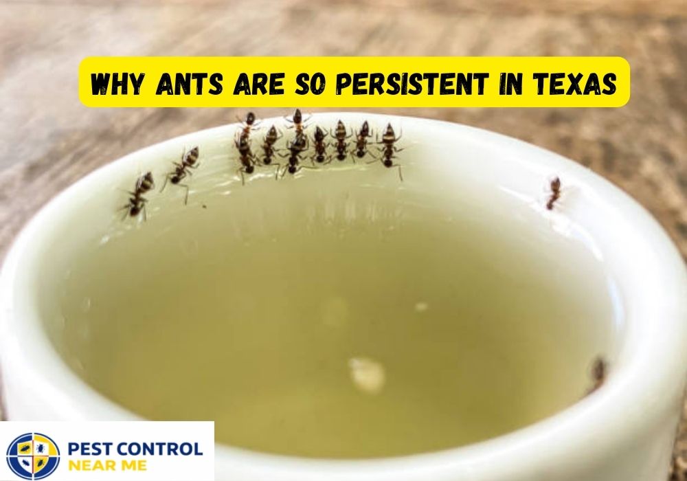 Why Ants Are So Persistent in Texas? - Grand Prairie, Ants Control | Pest Control Near Me Grand Prairie, TX