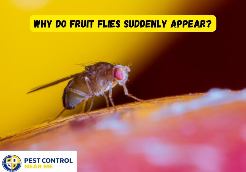 Do Fruit Flies Bite Humans | Why Do Fruit Flies Suddenly Appear? Grand Prairie, Fruit Flies Control | Pest Control Near Me Grand Prairie, TX