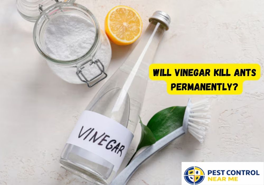 Will Vinegar Kill Ants Permanently in The House of Texas