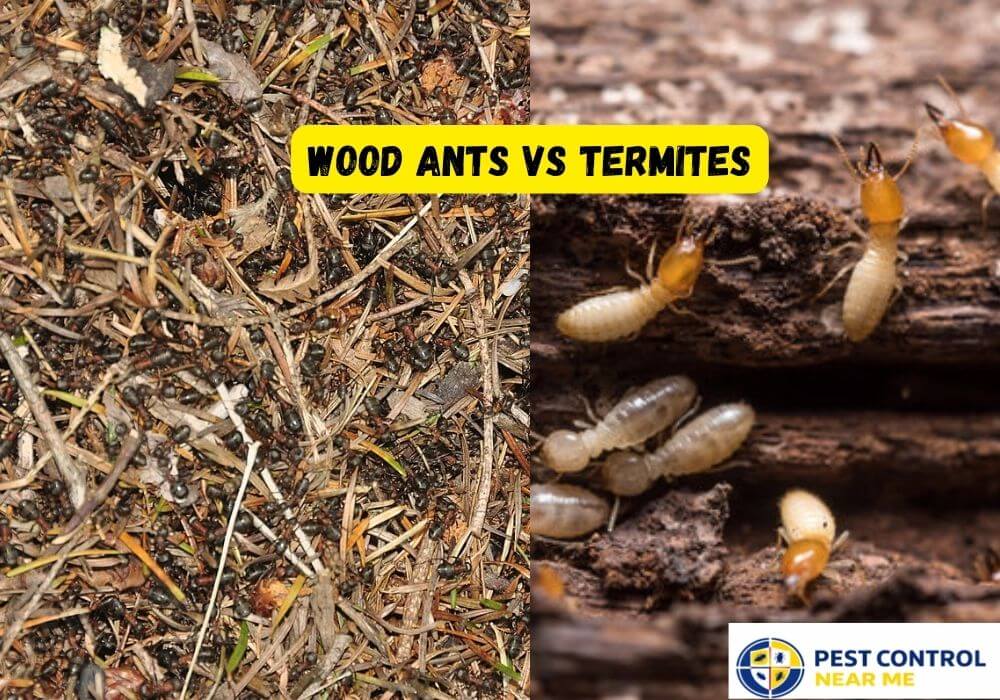 Wood Ants vs Termites: Signs & How to Tell the Difference in 2026