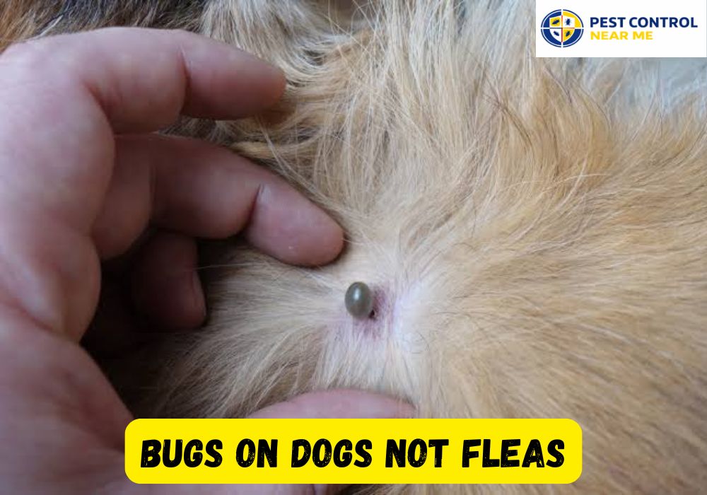 Bugs on Dogs Not Fleas - Pest Control Near Me