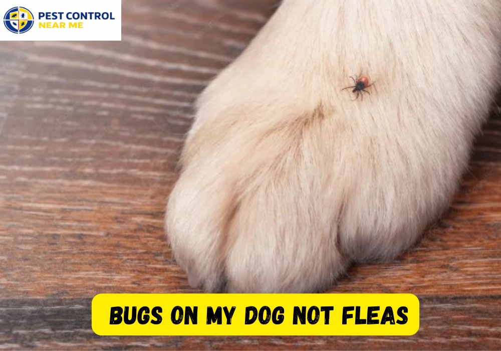 Bugs on My Dog Not Fleas - Pest Control Near Me