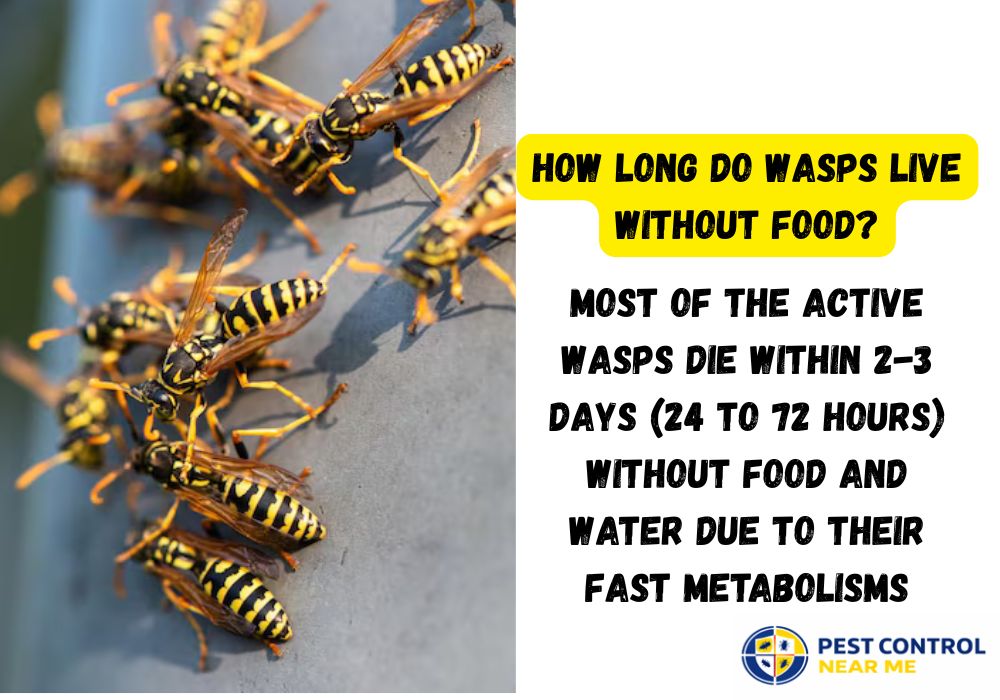 How Long Do Wasps Live Without Food?
