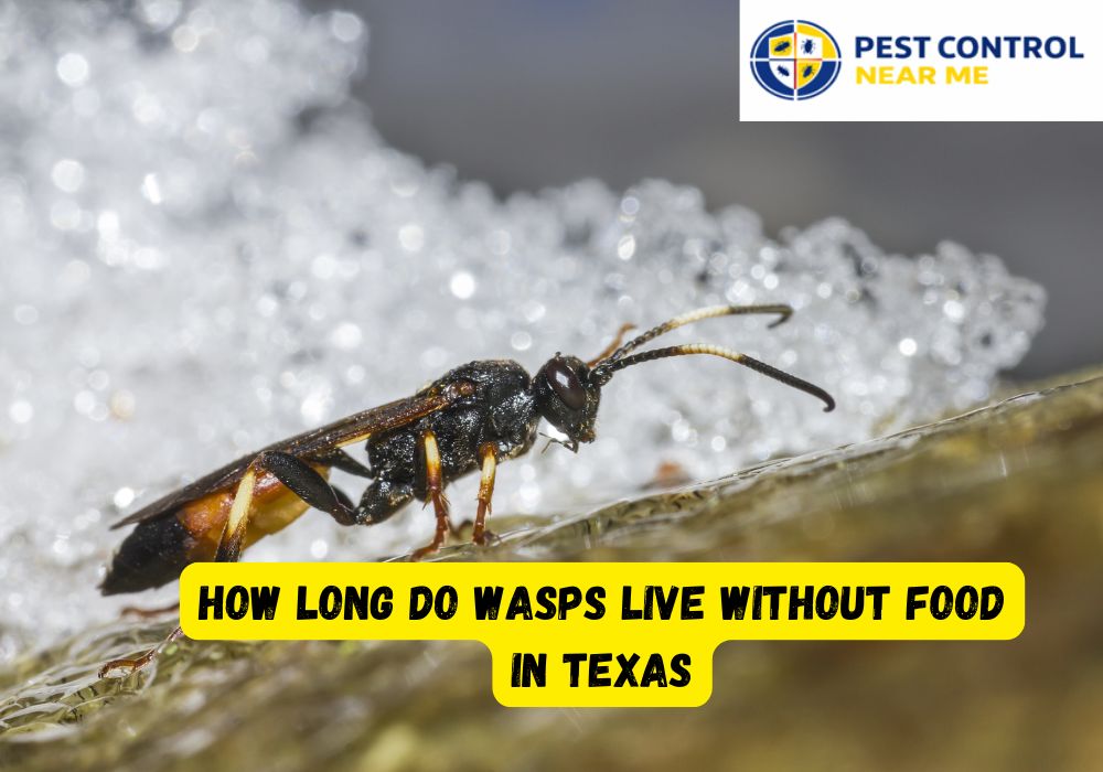 How Long Do Wasps Live Without Food in Texas? 2-3 Days Wasps will be Live without Food in Texas