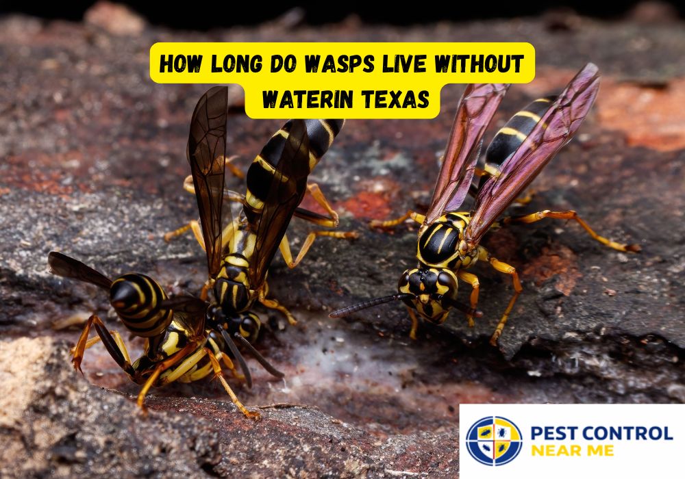 How Long Do Wasps Live Without Water in Texas? 1 to 2 days Wasps Will Be Live