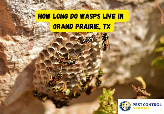 How Long Do Wasps Live in Grand Prairie, TX