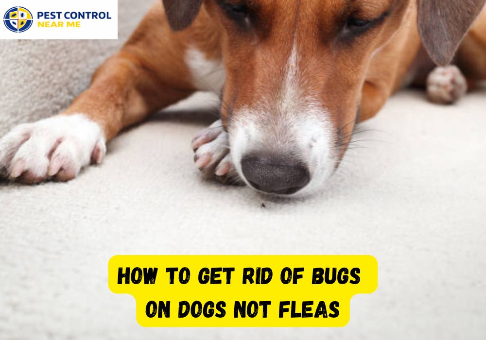 How to Get Rid of Bugs on Dogs Not Fleas