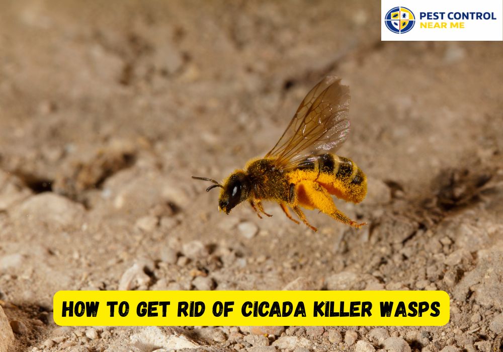 How to Get Rid of Cicada Killer Wasps in Grand Prairie, TX