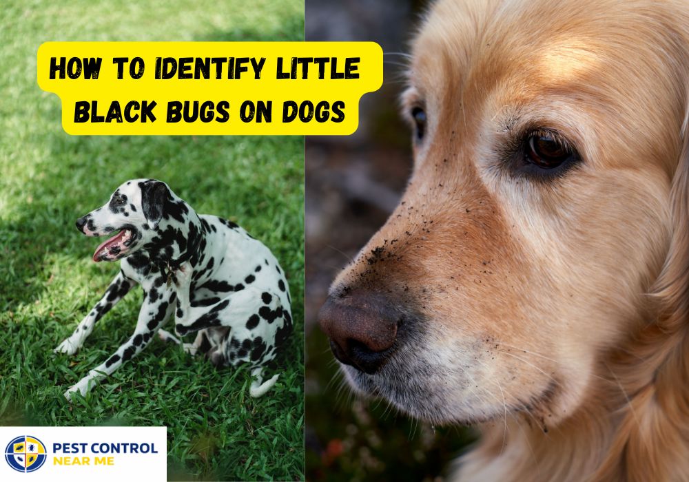 How to Identify Little Black Bugs on Dogs