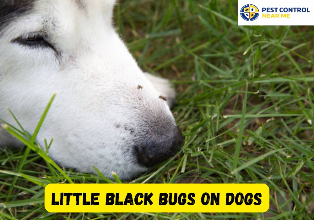 Little Black Bugs on Dogs | Grand Prairie TX Black Bugs