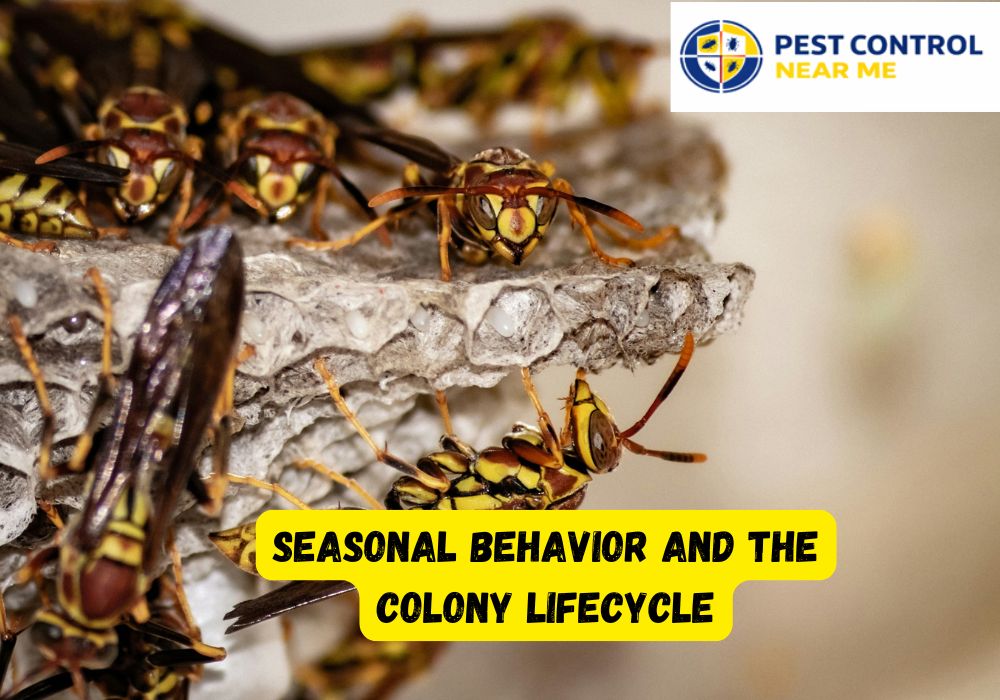 Seasonal Behavior and the Colony Lifecycle