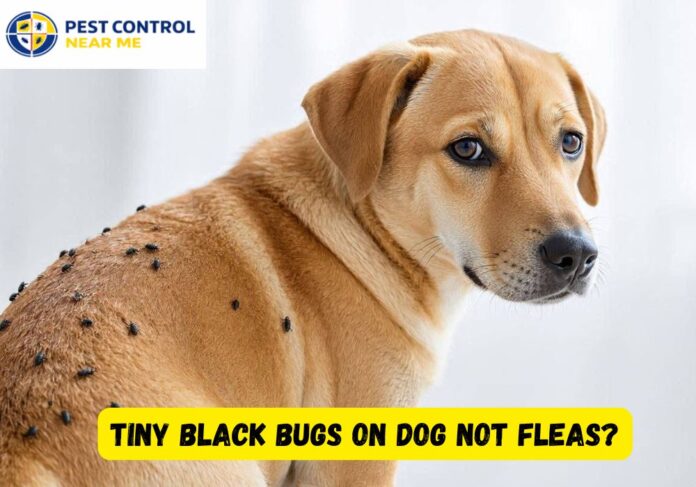 Tiny Black Bugs on Dog Not Fleas? Identifying and How to Get Rid of Them in 2026