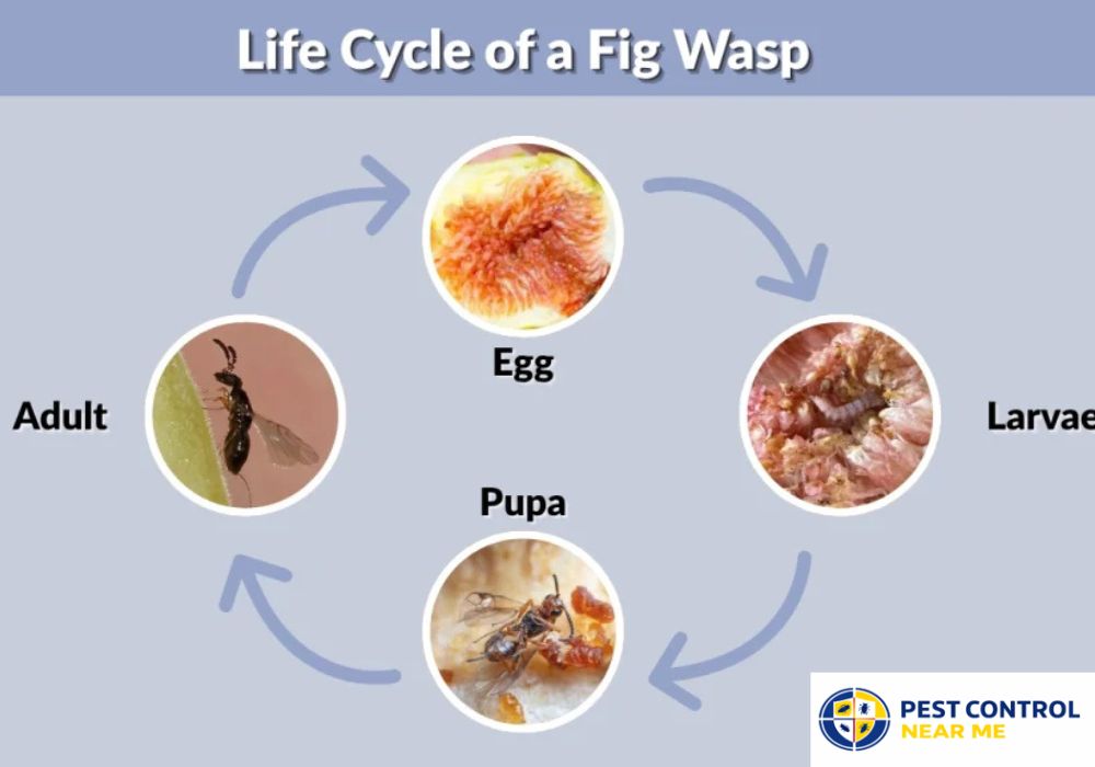 Wasp Lifespan Broken Down by Caste