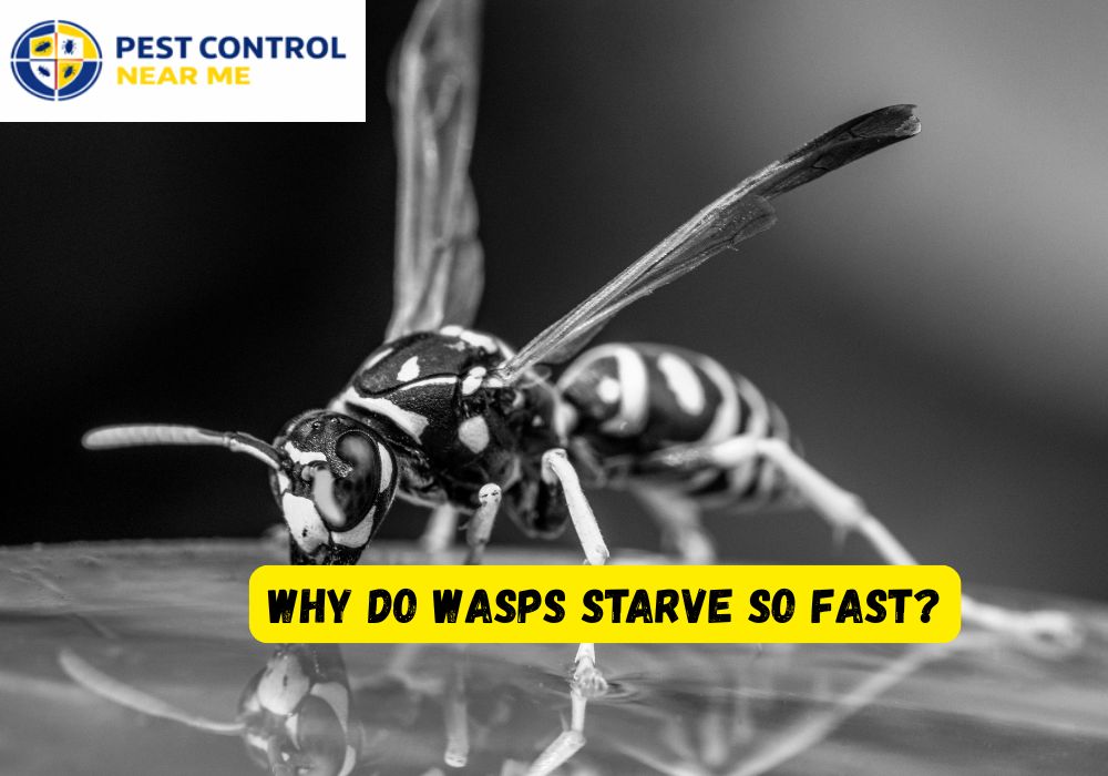 Why Do Wasps Starve So Fast