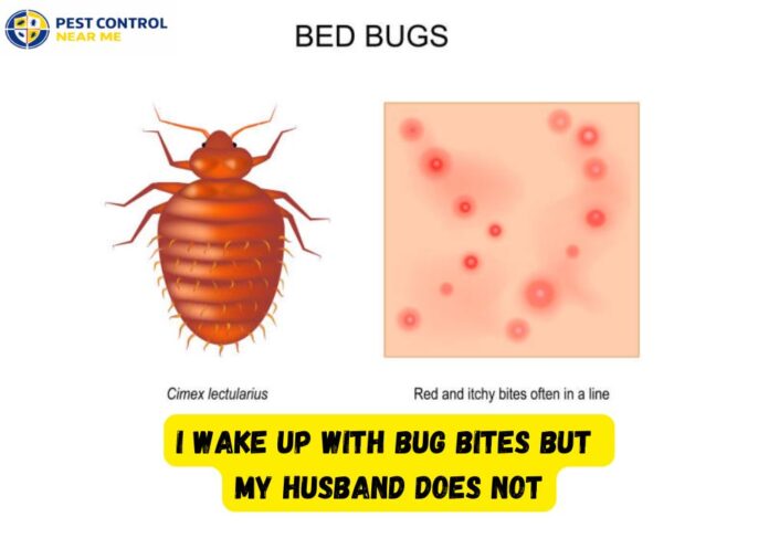 I Wake Up with Bug Bites but My Husband Does Not - Pest Control Near Me