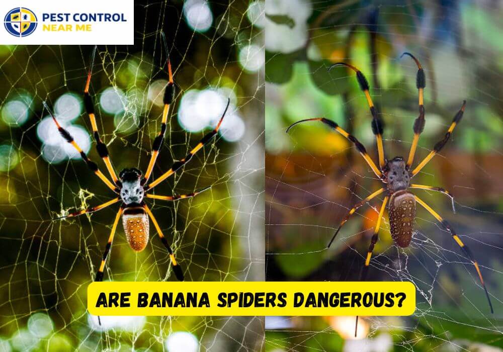 Are Banana Spiders Dangerous? - Pest Control Near Me