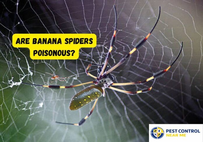 Are Banana Spiders Poisonous? Banana Spider Bite | Full Grown Banana Spider - Pest Control Near Me