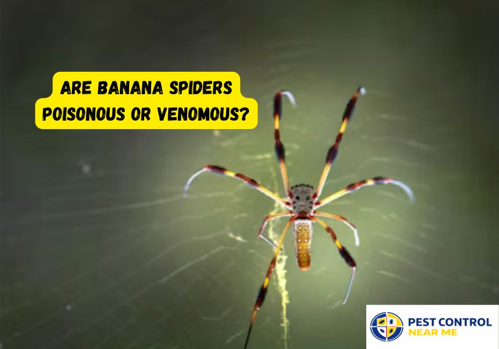 Are Banana Spiders Poisonous or Venomous - Pest Control Near Me