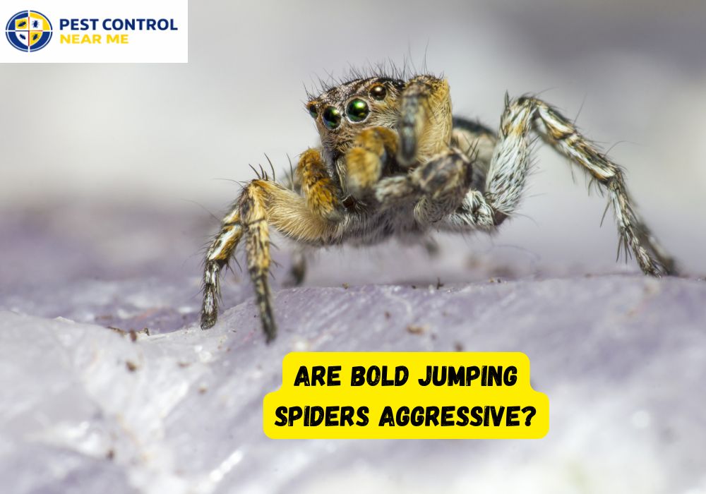 Are Bold Jumping Spiders Aggressive?