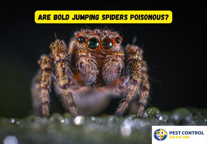 Are Bold Jumping Spiders Poisonous? 2026 Facts & Safety