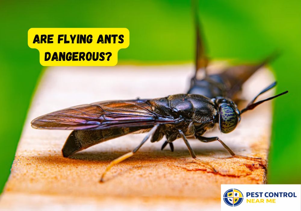 Are Flying Ants Dangerous - Pest Control Near Me