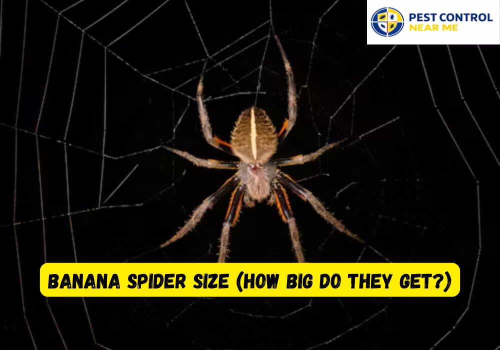 Banana Spider Size (How Big Do They Get?) - Pest Control Near Me