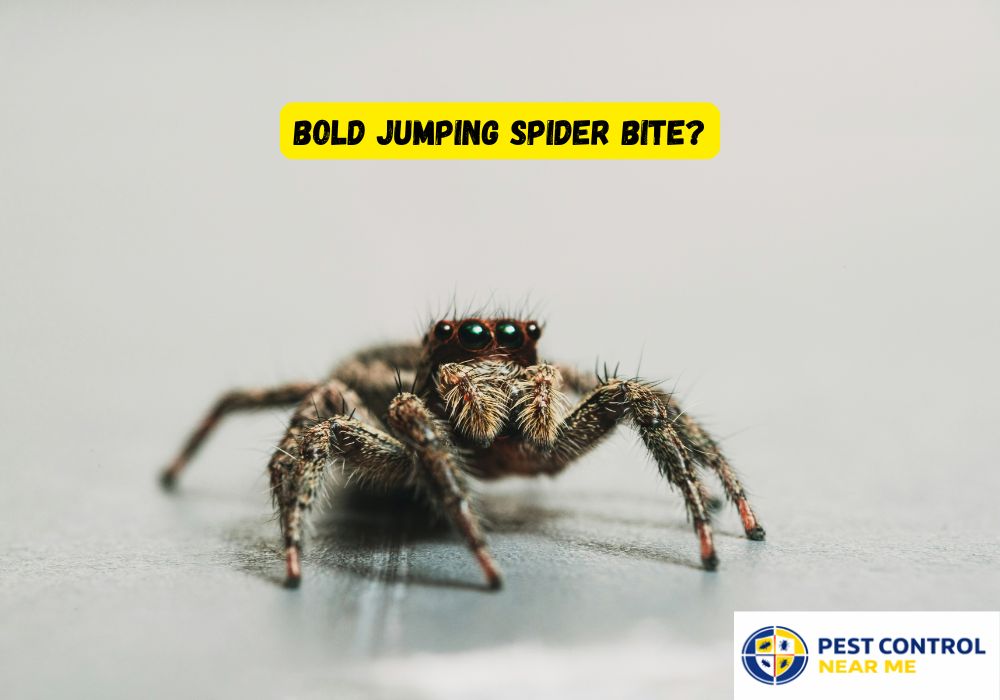 Bold Jumping Spider Bite?