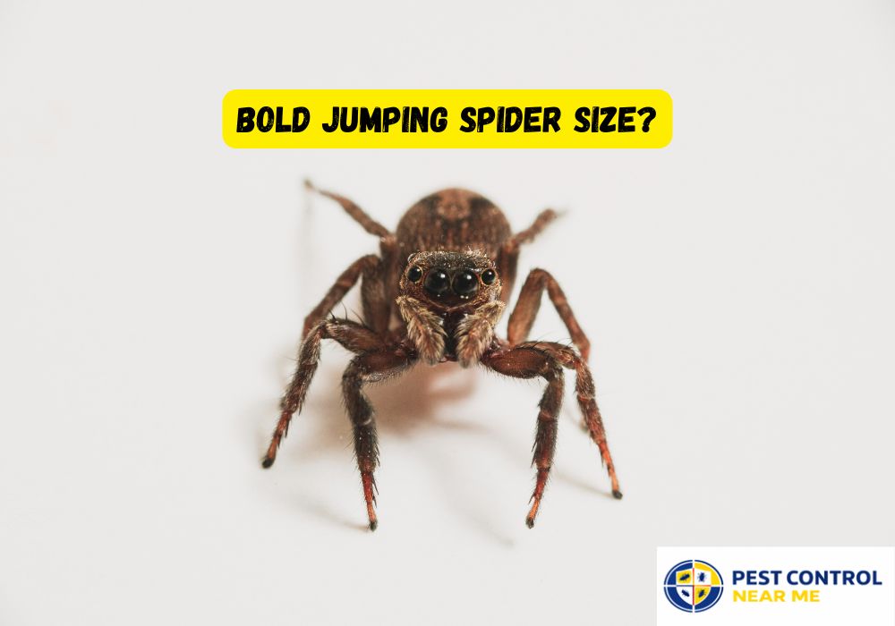 Bold Jumping Spider Size and Appearance
