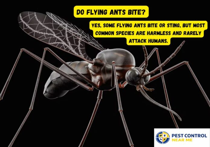 Do Flying Ants Bite & Their Habits: Everything You Should Know in 2026 - Pest Control Near Me