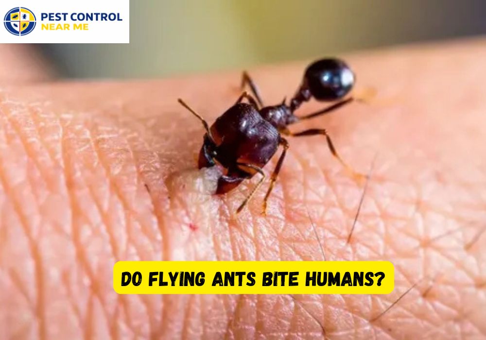 Do Flying Ants Bite Humans - Pest Control Near Me