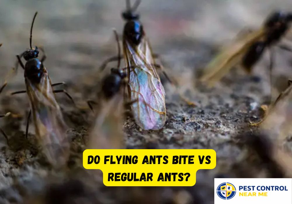 Do Flying Ants Bite vs Regular Ants - Pest Control Near Me
